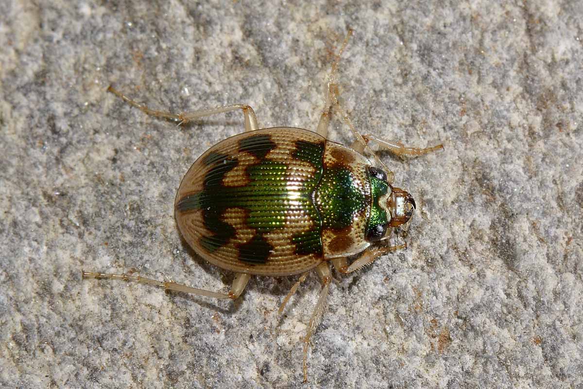 Omophron limbatum, Carabidae